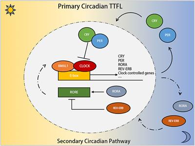 Biological clock regulation by the PER gene family: a new perspective on tumor development